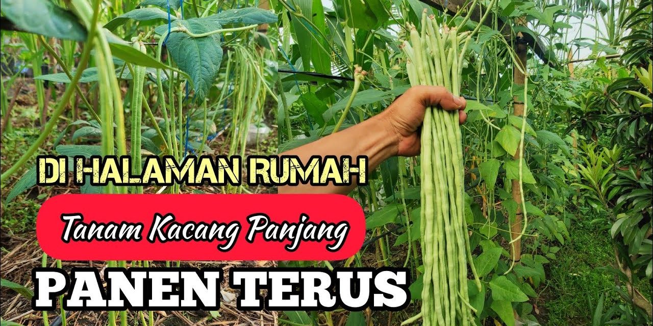 Budidaya Kacang Panjang: Langkah Praktis Untuk Pemula