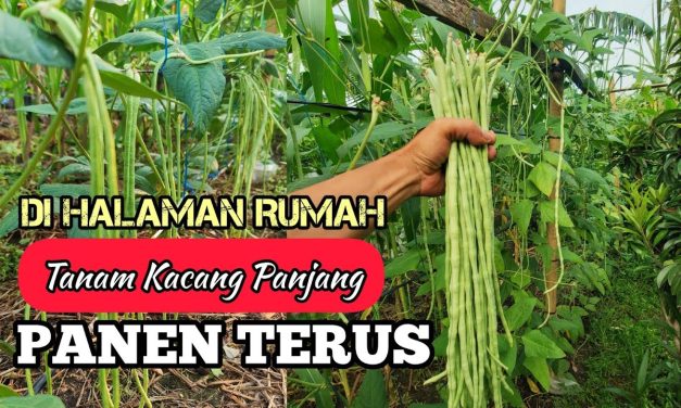Budidaya Kacang Panjang: Langkah Praktis Untuk Pemula