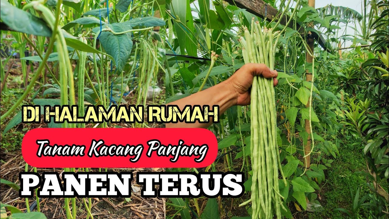 Budidaya Kacang Panjang