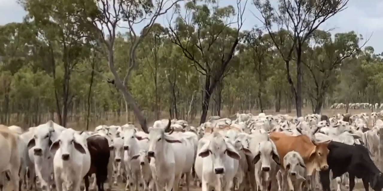 Jakarta Datangkan Ribuan Sapi Australia, Ini Kata Pramono Anung