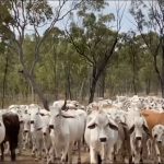 Jakarta Datangkan Ribuan Sapi Australia, Ini Kata Pramono Anung