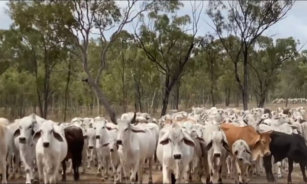 Jakarta Datangkan Ribuan Sapi Australia, Ini Kata Pramono Anung