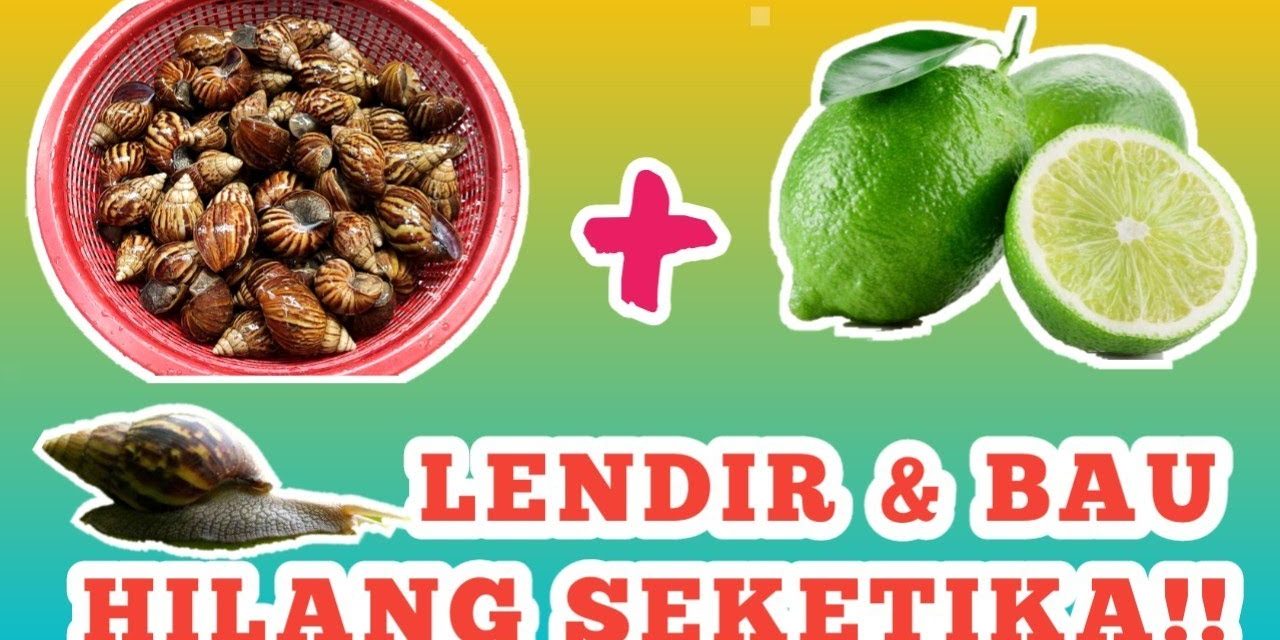 Cara Simpel Bersihkan Bekicot Biar Masakan Tidak Berlendir