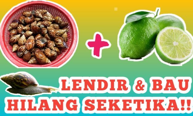 Cara Simpel Bersihkan Bekicot Biar Masakan Tidak Berlendir