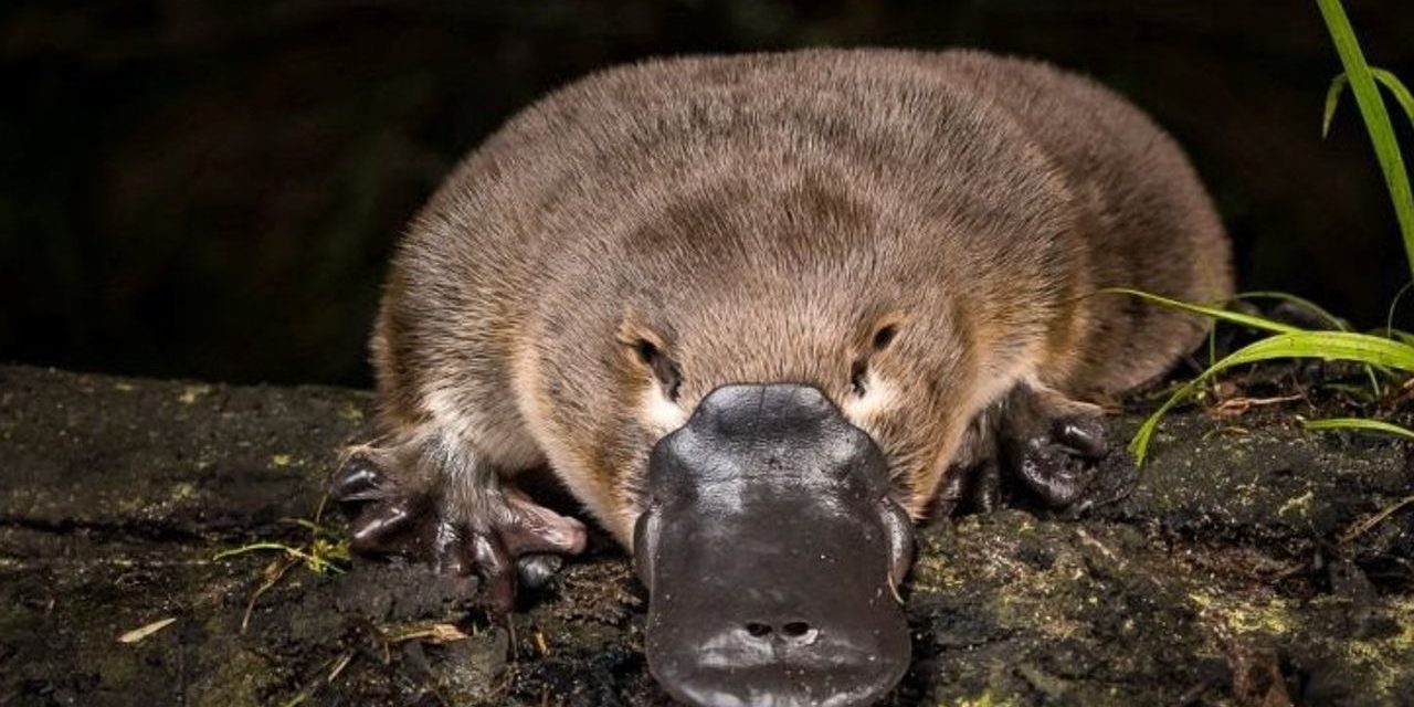 Platypus Mamalia Unik Punya Paruh Mirip Seperti Bebek