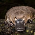 Platypus Mamalia Unik Punya Paruh Mirip Seperti Bebek