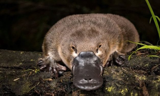 Platypus Mamalia Unik Punya Paruh Mirip Seperti Bebek