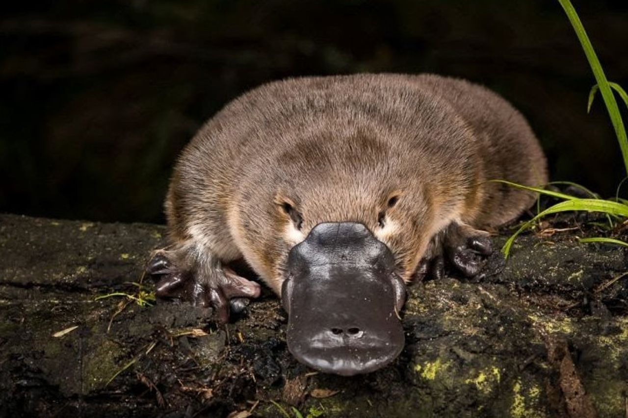 Platypus