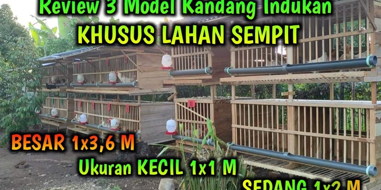 Desain Kandang Ayam 1×1 Untuk 3 Ekor: Solusi Di Lahan Sempit