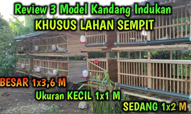 Desain Kandang Ayam 1×1 Untuk 3 Ekor: Solusi Di Lahan Sempit