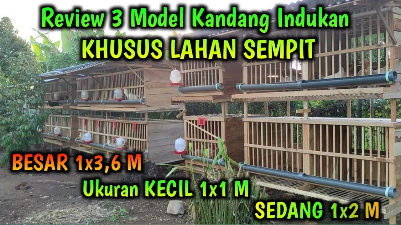 Desain Kandang Ayam