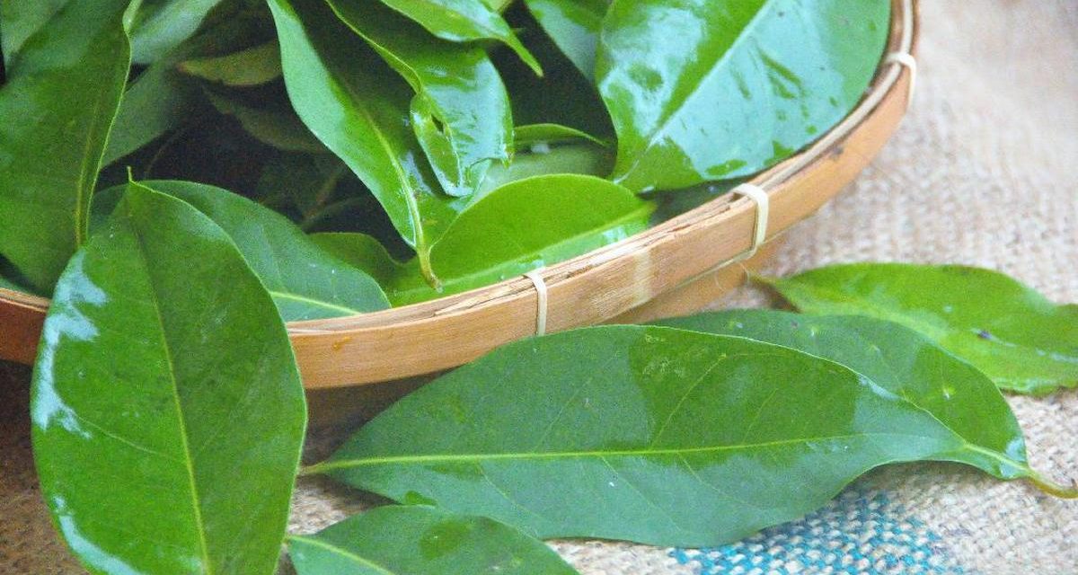 Manfaat Daun Salam Ternyata Bisa Usir Tikus, Begini Caranya!