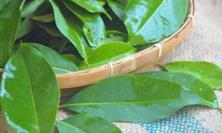 Manfaat Daun Salam Ternyata Bisa Usir Tikus, Begini Caranya!