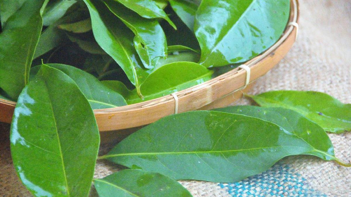Manfaat Daun Salam