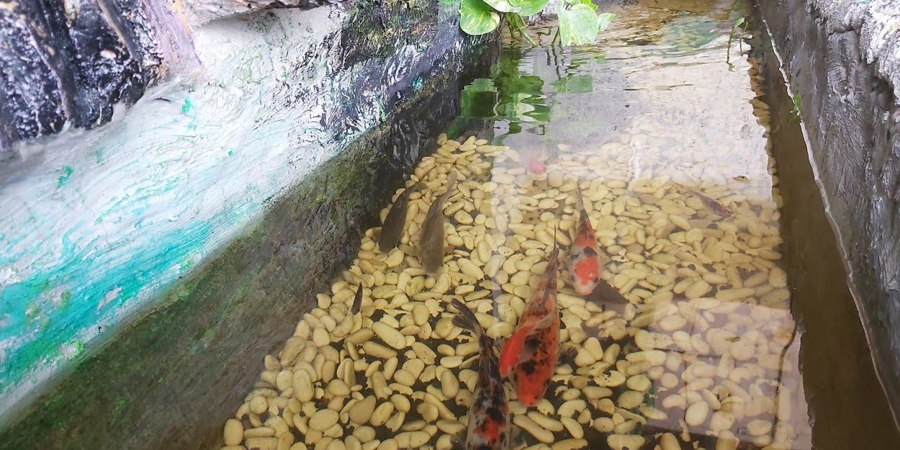 Cara Membuat Kolam Ikan Yang Sehat Dan Indah