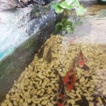 Cara Membuat Kolam Ikan Yang Sehat Dan Indah