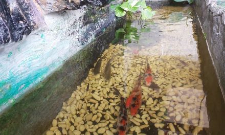 Cara Membuat Kolam Ikan Yang Sehat Dan Indah