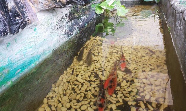 Cara Membuat Kolam Ikan Yang Sehat Dan Indah