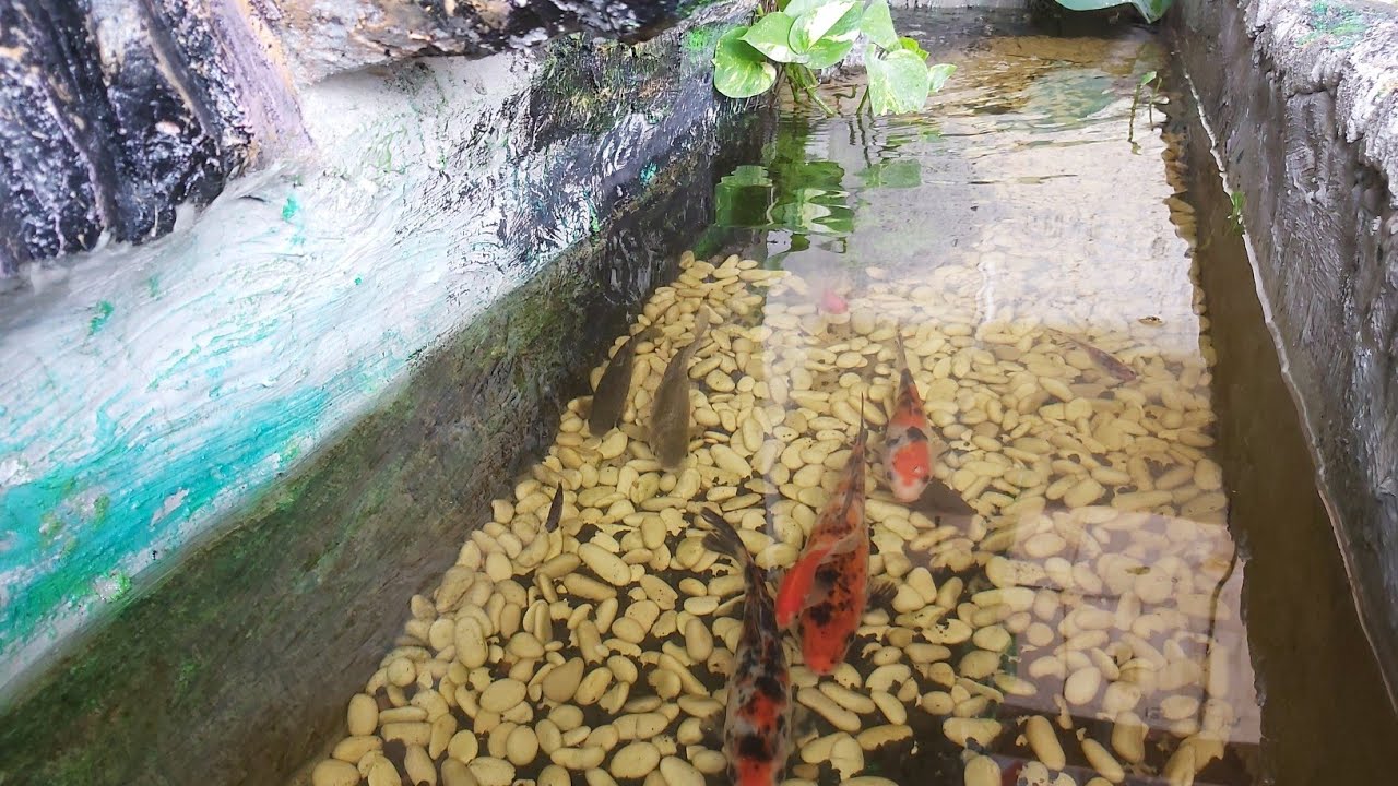 Cara Membuat Kolam Ikan