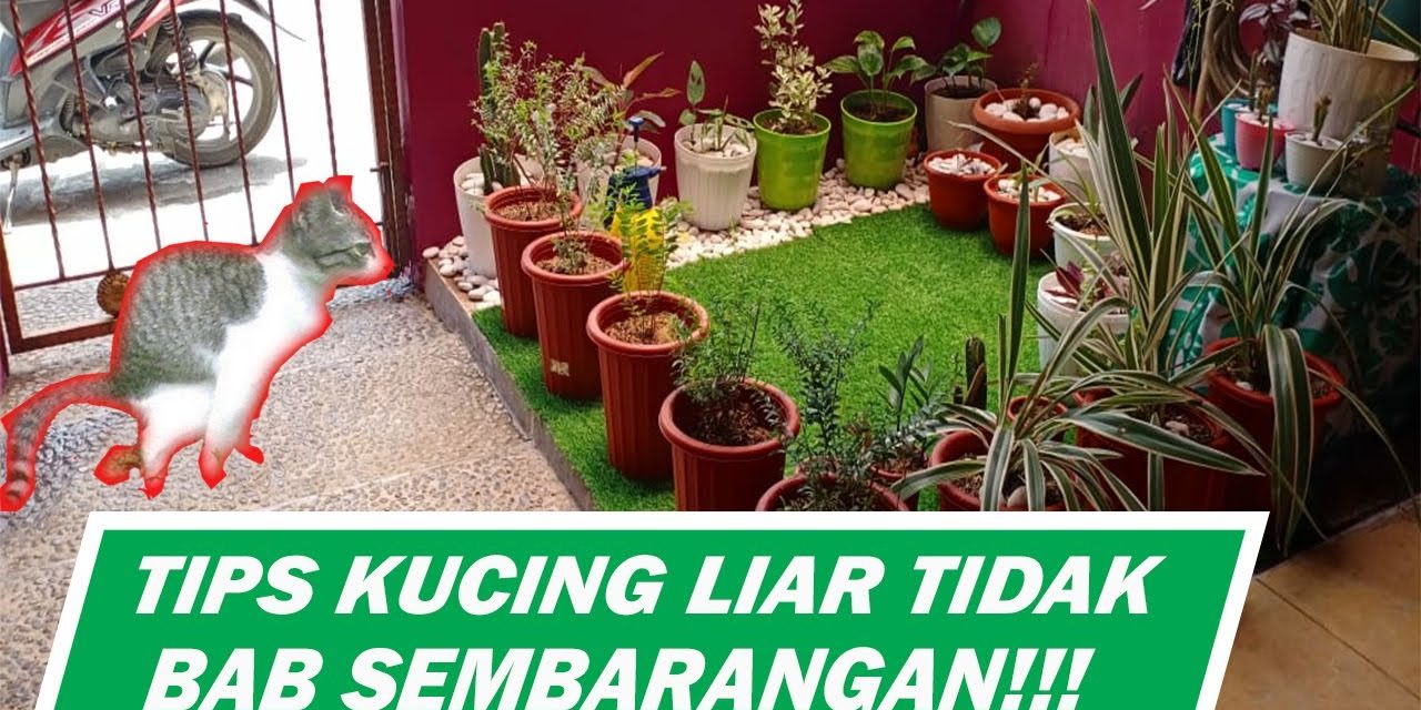 Halaman Rumah Bebas Kotoran Kucing, Tips Dari Dokter Hewan
