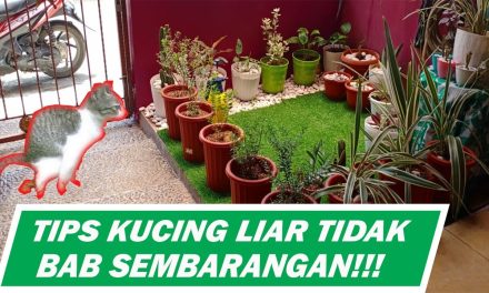 Halaman Rumah Bebas Kotoran Kucing, Tips Dari Dokter Hewan