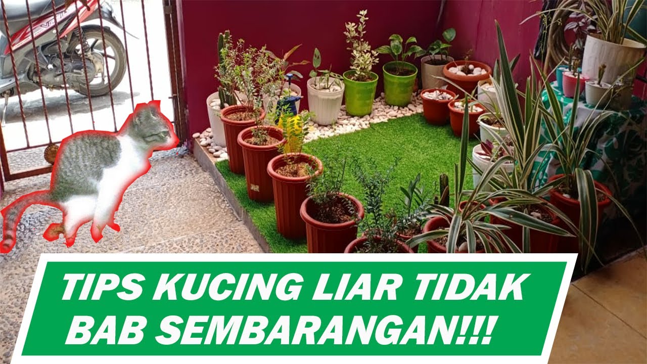 Halaman Rumah Bebas Kotoran